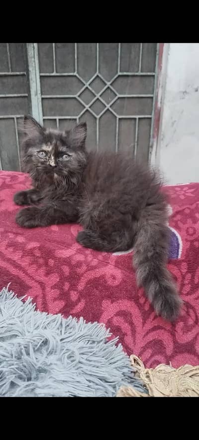 female kitten for sale