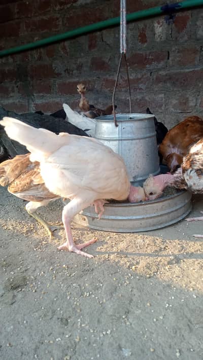 Bilkul ji Bareed golden mesri Ganji gardan Wala chick