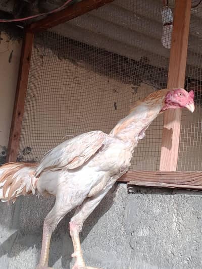 aseel amroha for sale