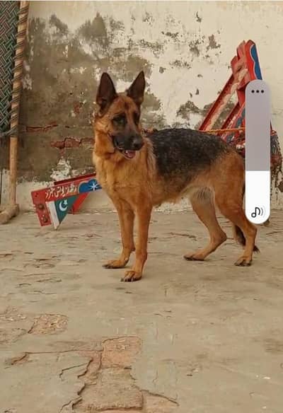 german shepherd big size female