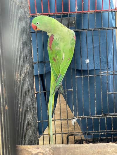 raw parrot female