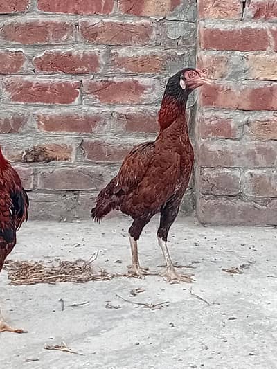 aseel sindhi madi