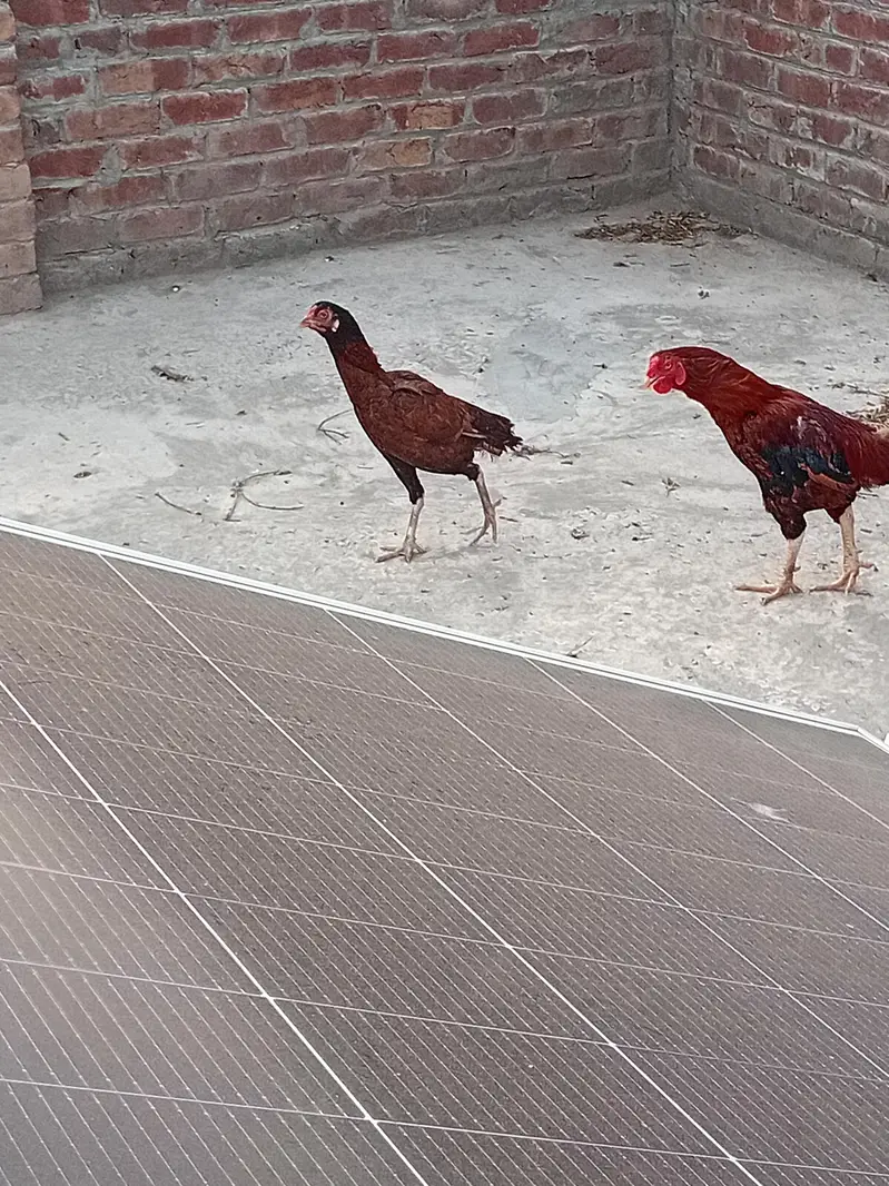 aseel sindhi madi — photo 3