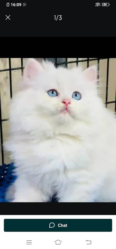 Persian cat for sale male or female my WhatsApp,335=,,8568525