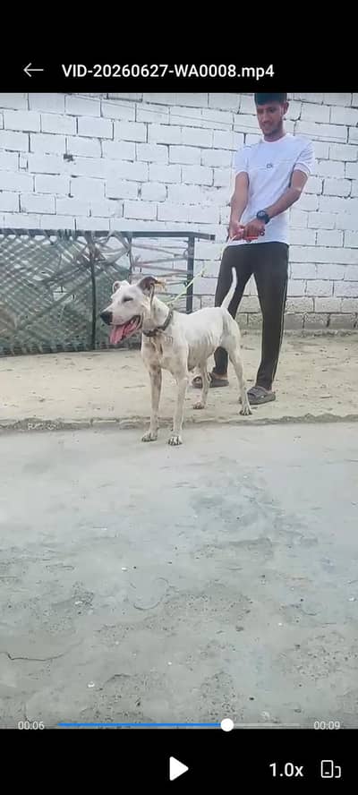 bully gultir Female  03298202490