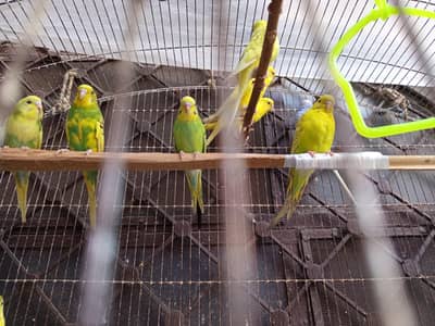 6 months and adult pair and saperate