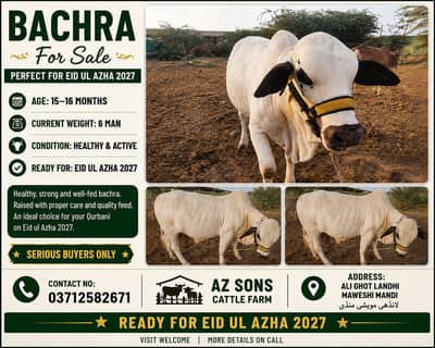 Healthy Bachra for Sale – Perfect for Eid ul Adha 2027 