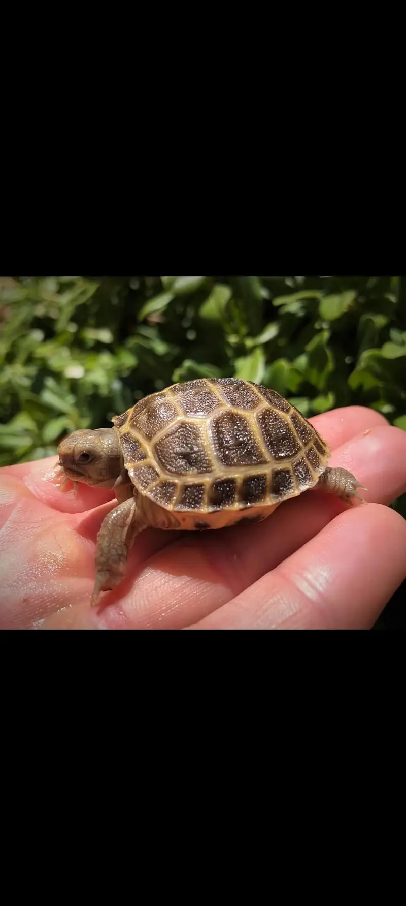 TURTLES FOE SALE — photo 9