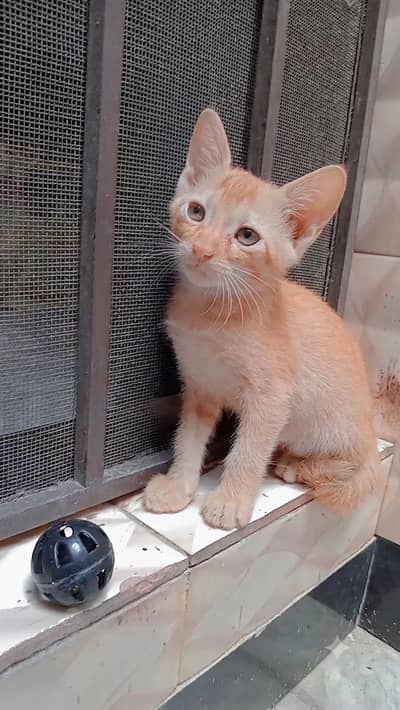 Cute kitten
