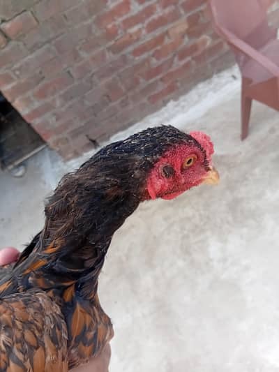 Aseel cock for sale