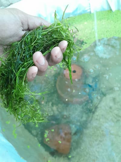 Long & Healthy, Guppy Grass | Floating Filter Plant For Fish Babies