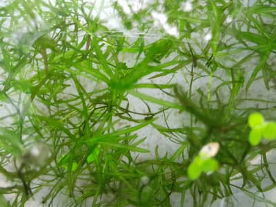 Long & Healthy, Guppy Grass | Floating Filter Plant For Fish Babies