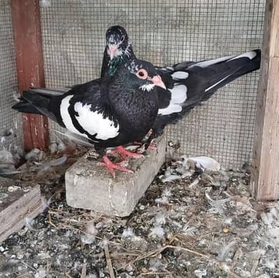 Black mainadag pair