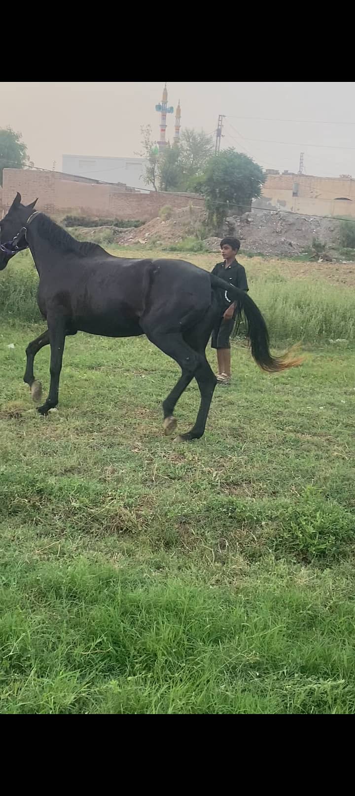 برانڈ مشکی گھوڑی سیل03475534470 2