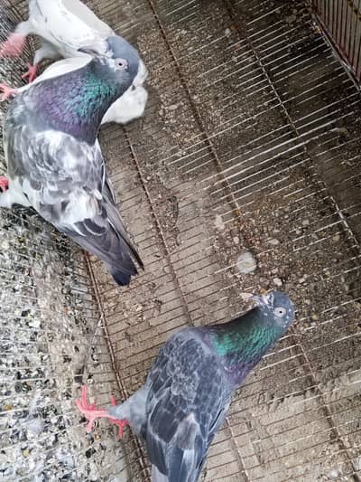 2 Kabli 2 Patti wale Kabooter for sale