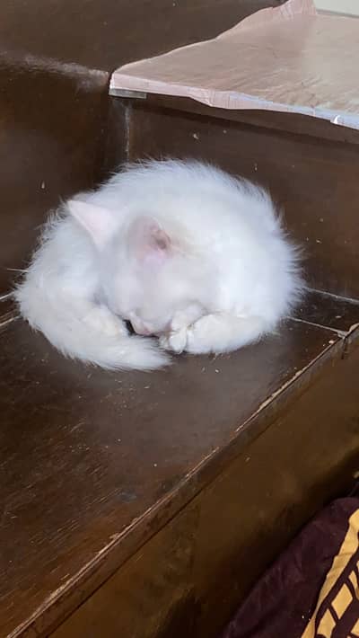 White baby persian cat