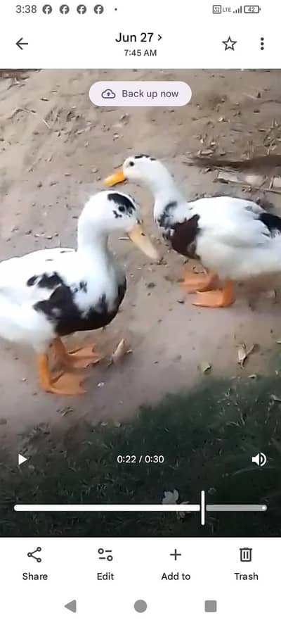 beautiful ducks pair