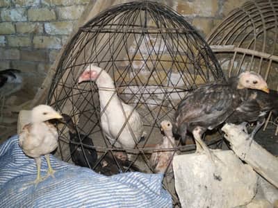 Aseel Hera with chicks and Male