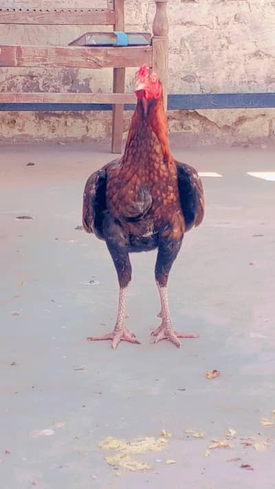 Aseel Murga, Aseel Murgi, 2 Desi Murgiyan