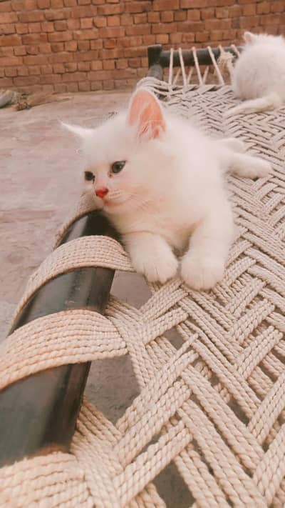 1 cat 5000 pair 10000