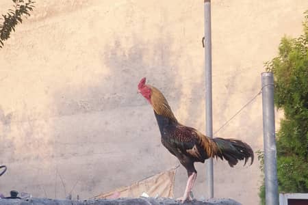 Half Aseel Murgi Bachon Samet — 11 Chicks 2 months old.