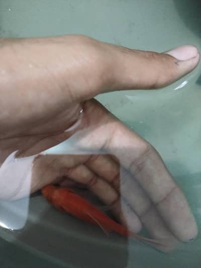 goldfish female active with feed