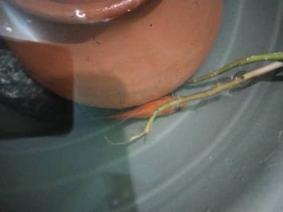 goldfish female active with feed