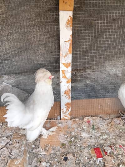 White Sultan 2 pairs, Mottled Bantam Male, Silkie and brahma Available