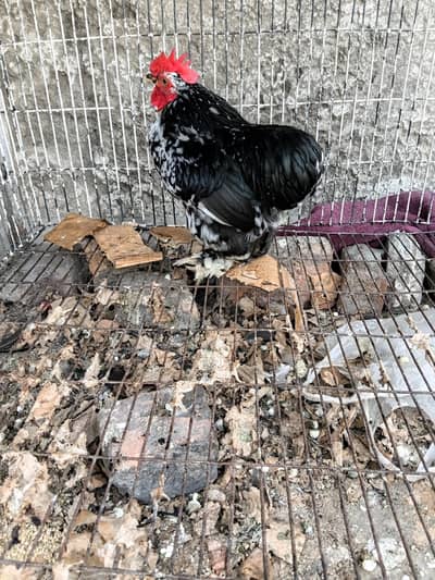 Mottled Bantam Male and Light Columbian Brahma chicks Available
