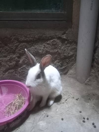 3 rabbits for sale