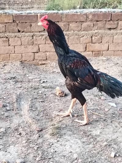 Lakha