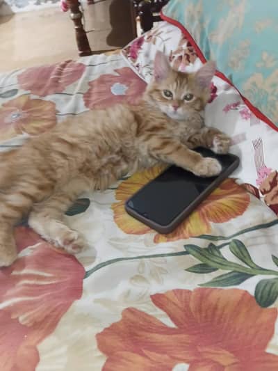 Brown Persian cat