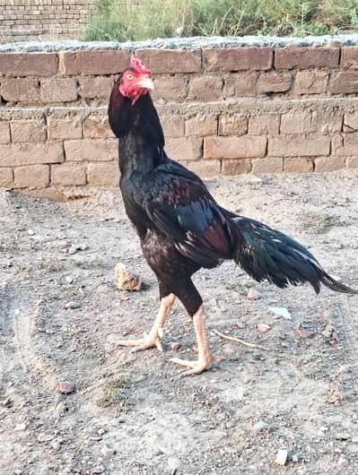 For sale