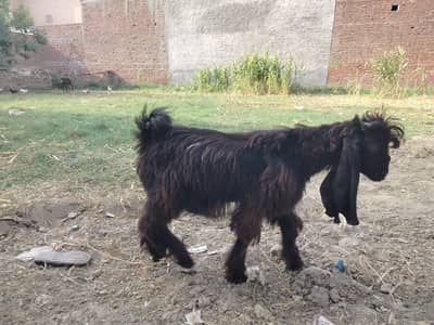 Bakra,goat, livestock,