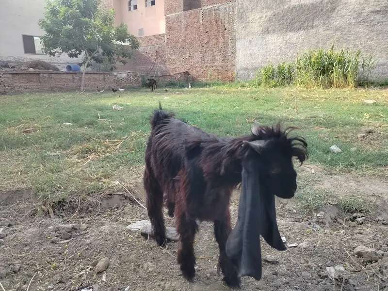 Bakra,goat, livestock, — photo 2