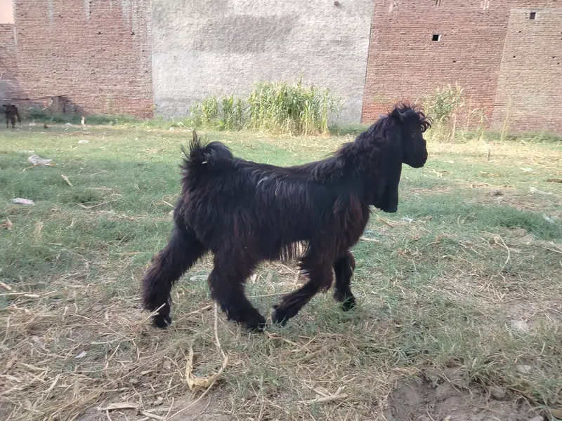 Bakra,goat, livestock, — photo 3