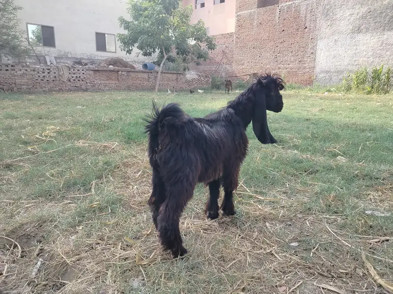 Bakra,goat, livestock, — photo 4