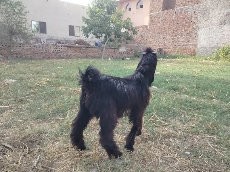 Bakra,goat, livestock, — photo 5