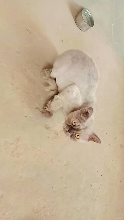 persian mix male cat_lion cut_urgent sale sambrial