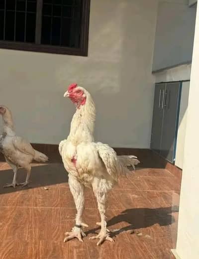 Heera Parmoz Chick's Thai Burmi Chick's Pakoye Dragon Chick's