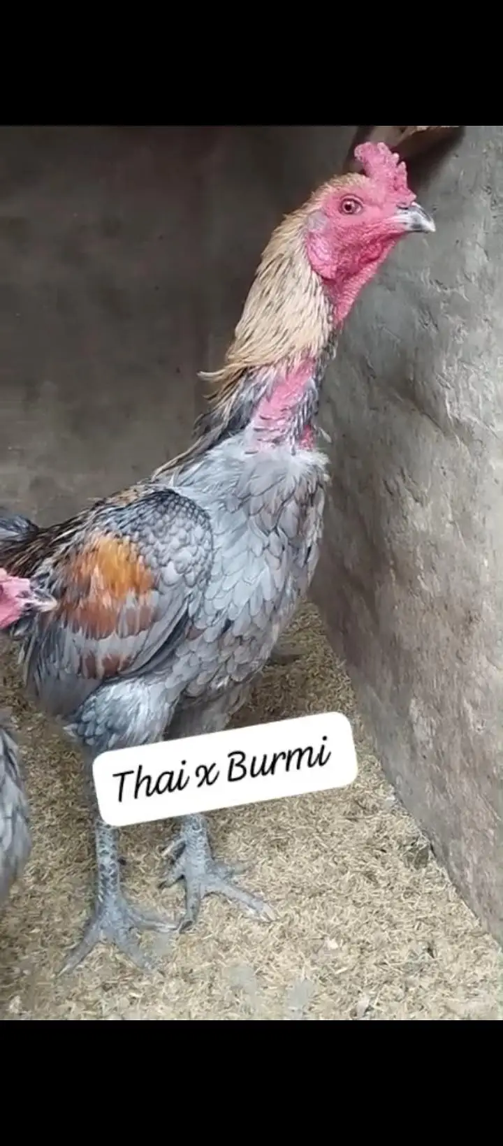 Heera Parmoz Chick's Thai Burmi Chick's Pakoye Dragon Chick's — photo 11