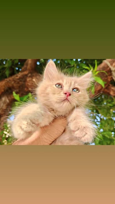 4 Persian Kittens Available For Sale,