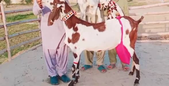 Desi Bakri 3 beachon ke Seth for sale WhatsApp 03106417029