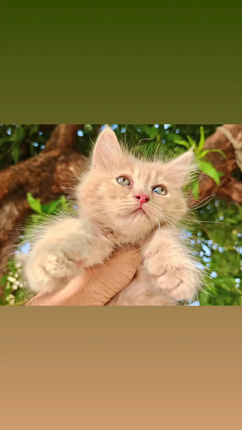 4 Persian Kittens Available For Sale
