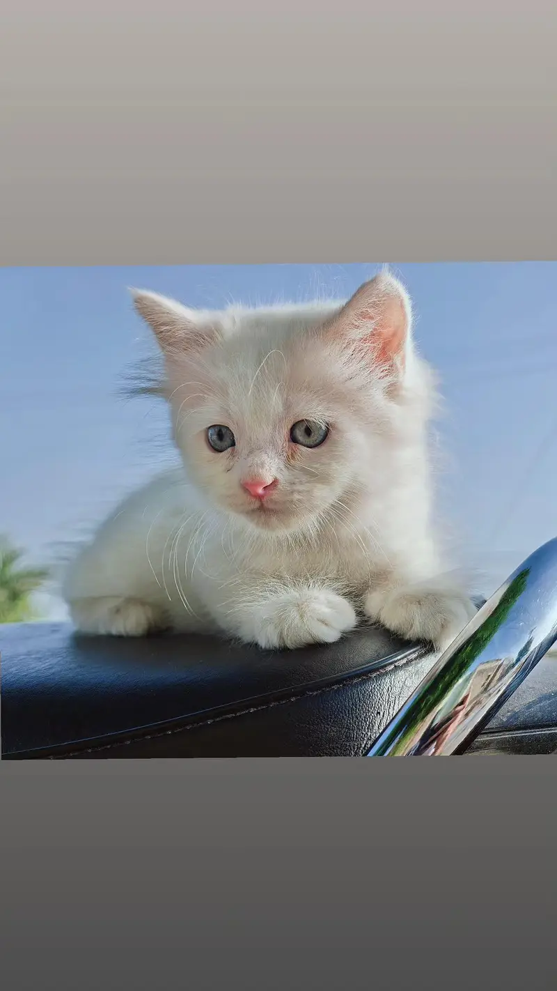4 Persian Kittens Available For Sale — photo 2