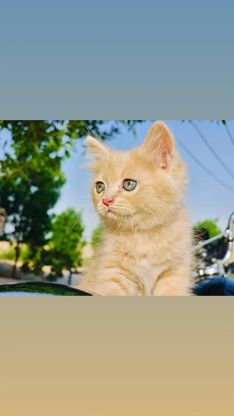 4 Persian Kittens Available For Sale — photo 3