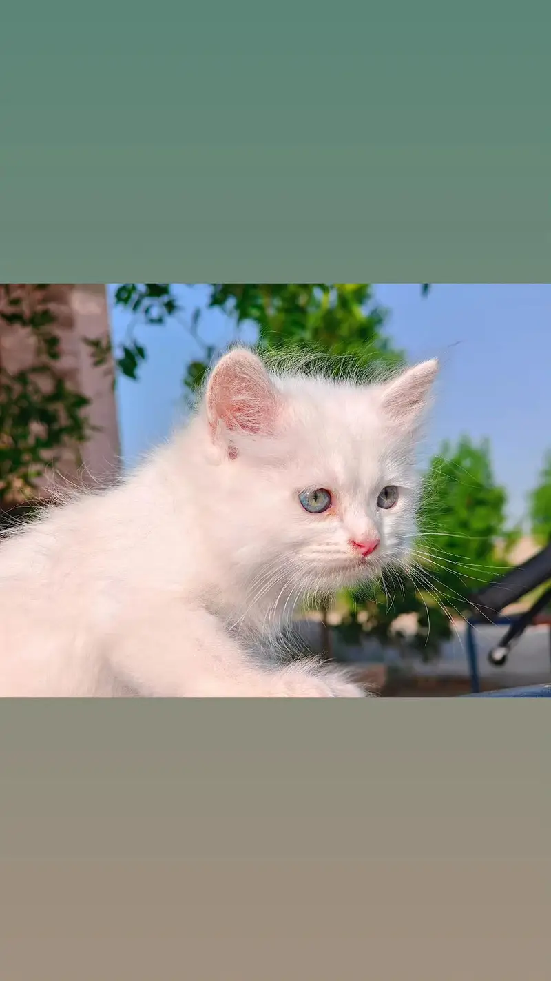 4 Persian Kittens Available For Sale — photo 4