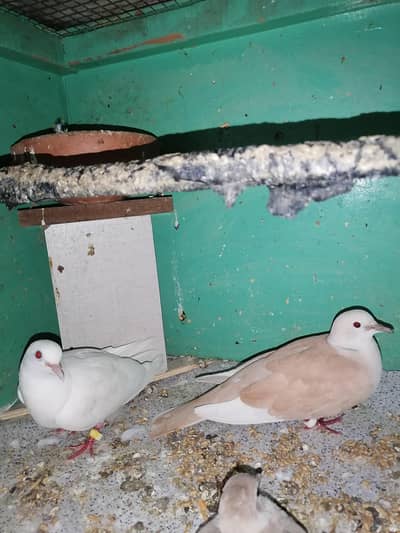 Breeder pair for sale