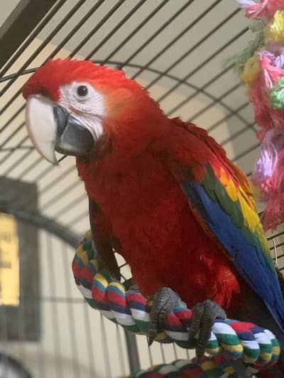 Parrot Scarlet Macaws