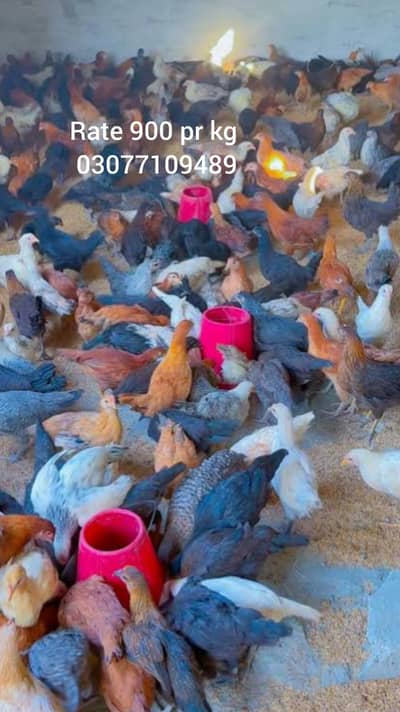 pr kg rate 03077109489